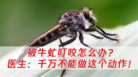 牛虻叮咬|牛虻叮咬及引起非皮肤反应